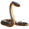 Terrariofilia