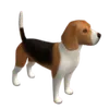 Cani