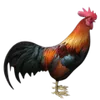 Pollame