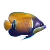 Acquariofilia