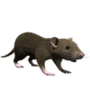 Roditori