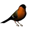 Altri animali